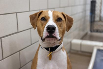 Charlie, a Adoptable mixed breed in Golden Valley, MN image 3/3