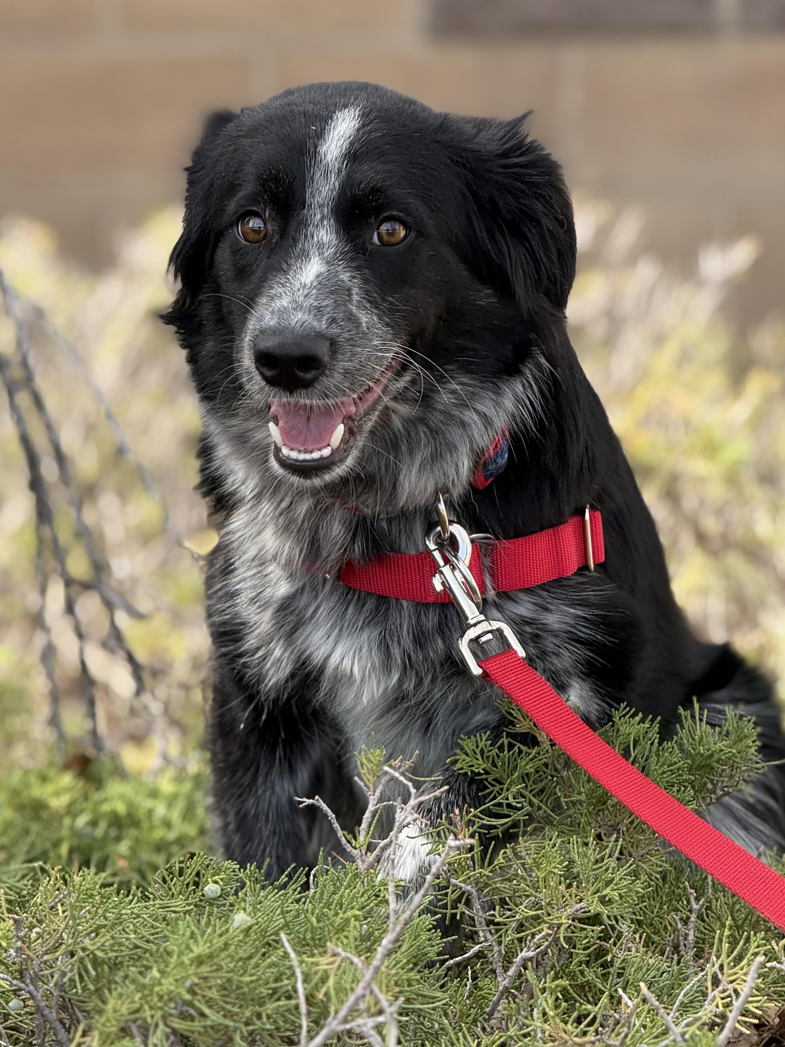Enlarge Minnow, an adopted mixed breed in Eagle, CO image 6/6