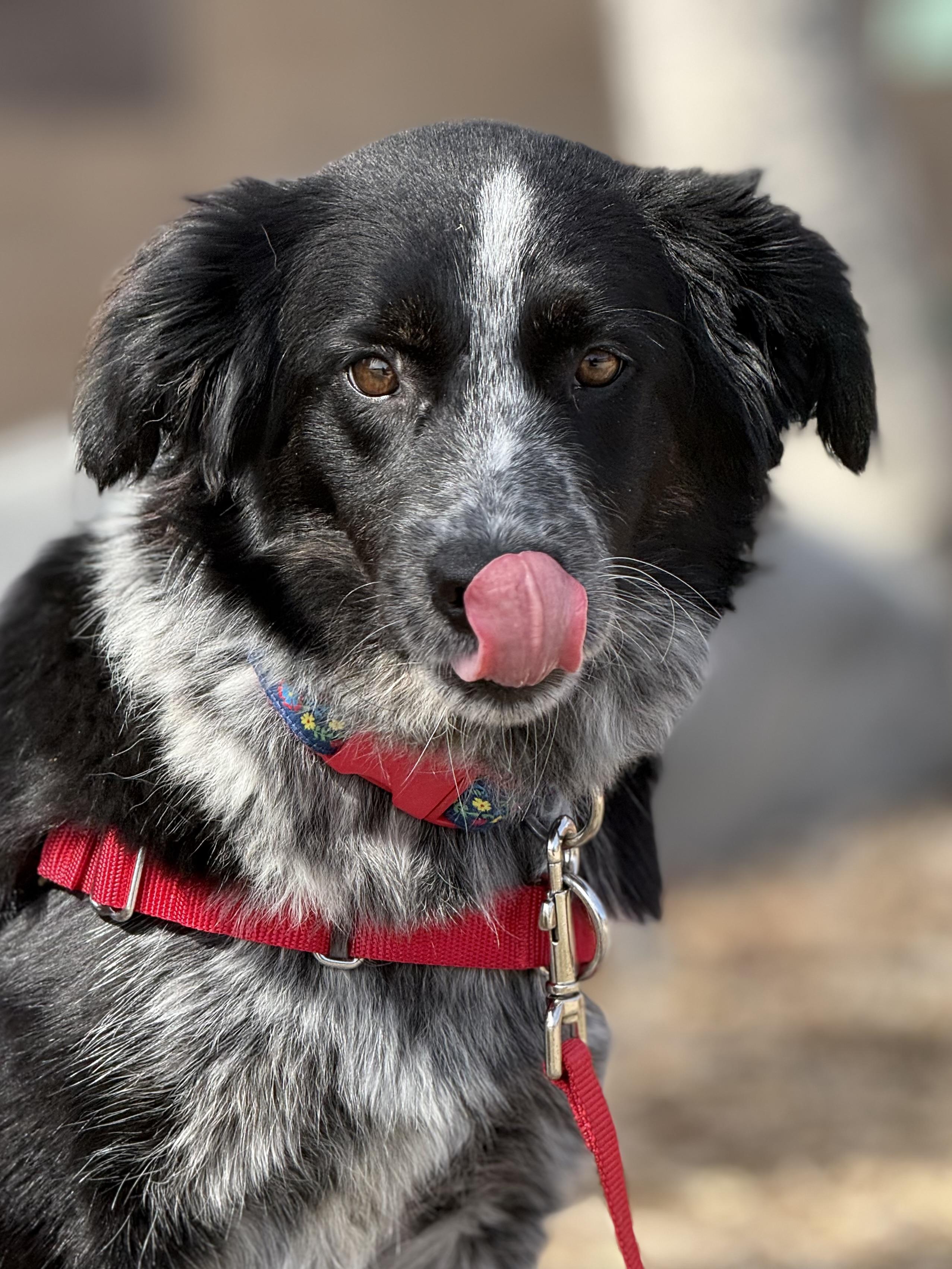 Enlarge Minnow, an adopted mixed breed in Eagle, CO image 1/6