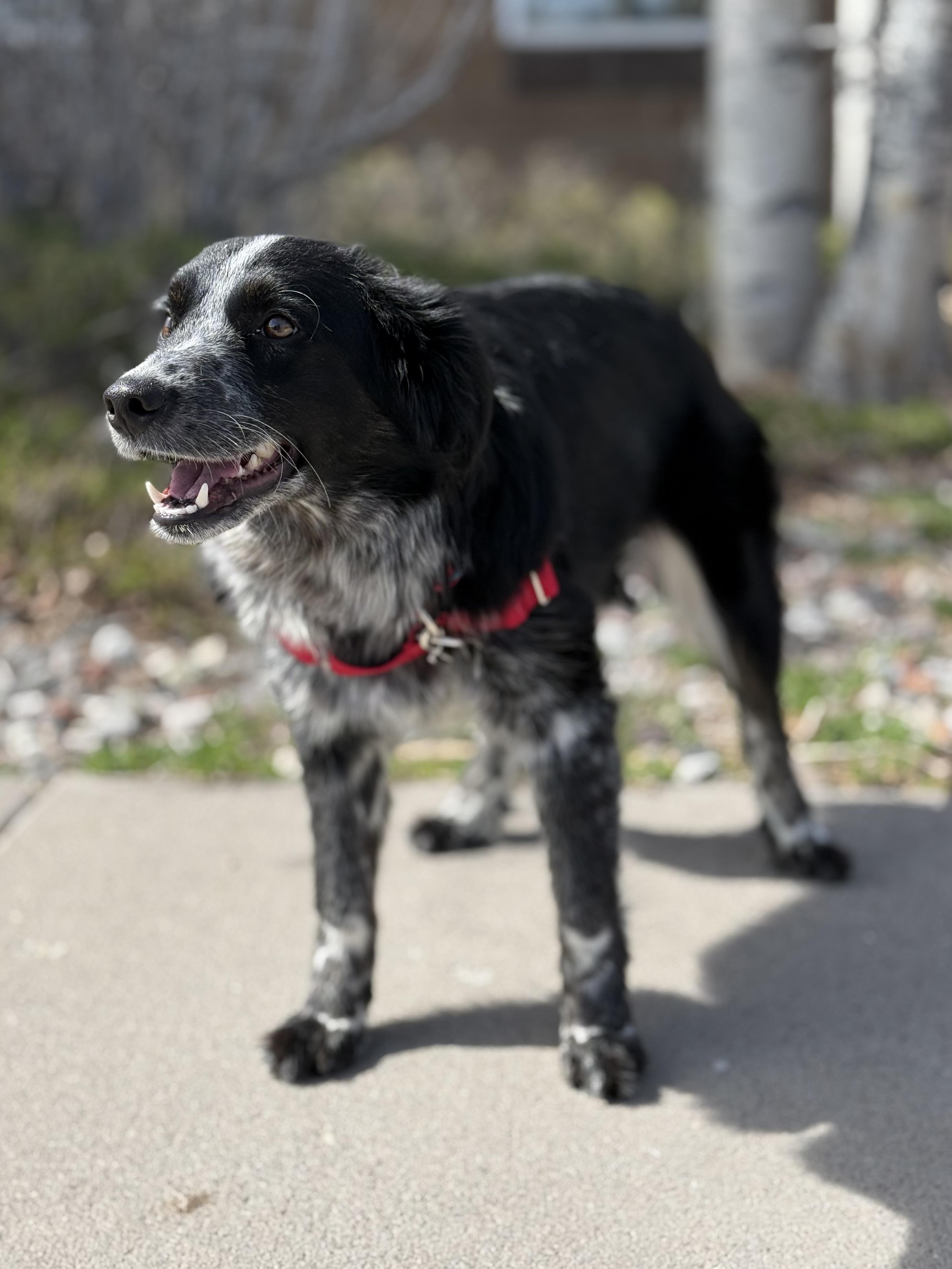 Enlarge Minnow, an adopted mixed breed in Eagle, CO image 4/6