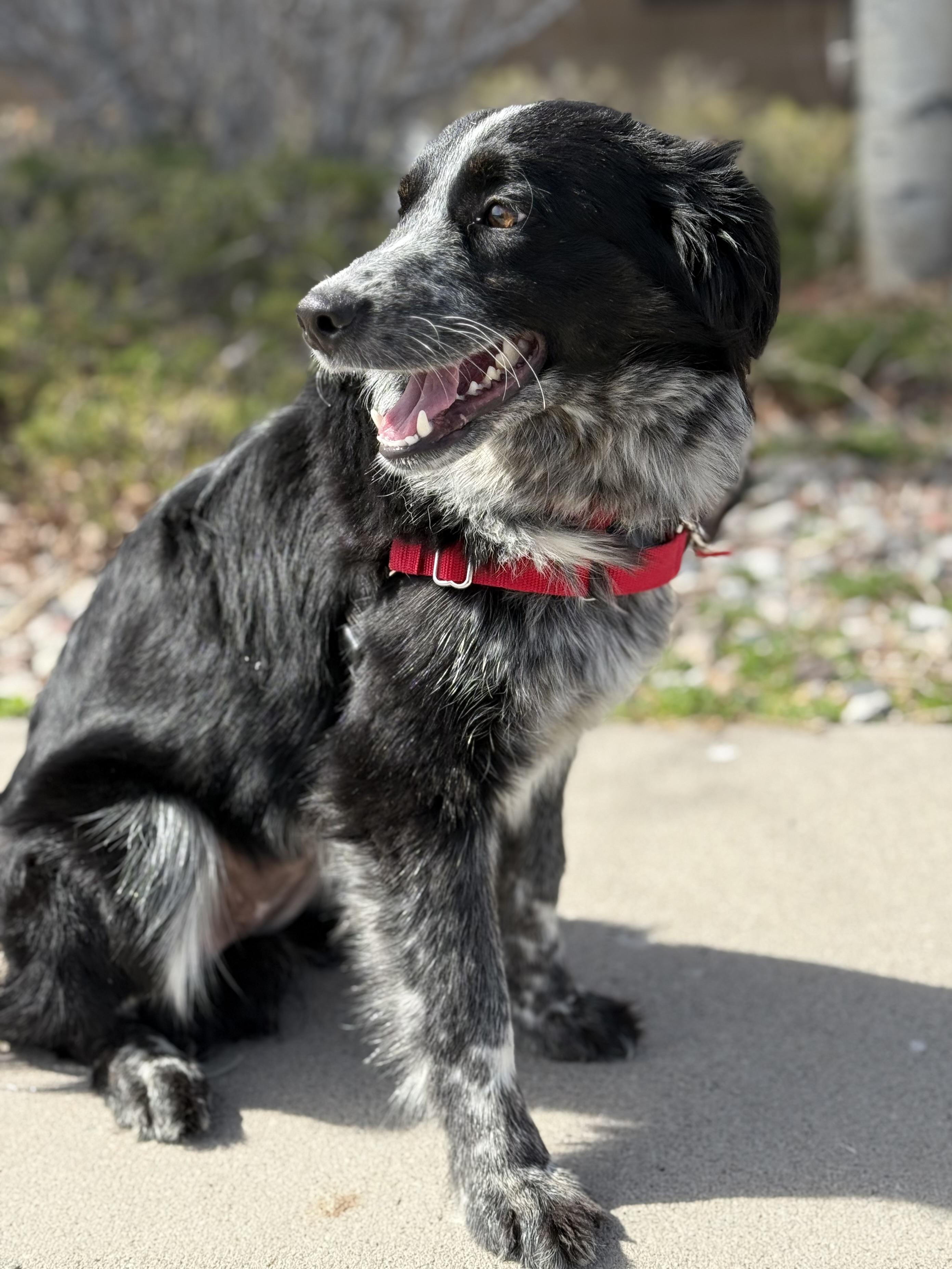 Enlarge Minnow, an adopted mixed breed in Eagle, CO image 3/6