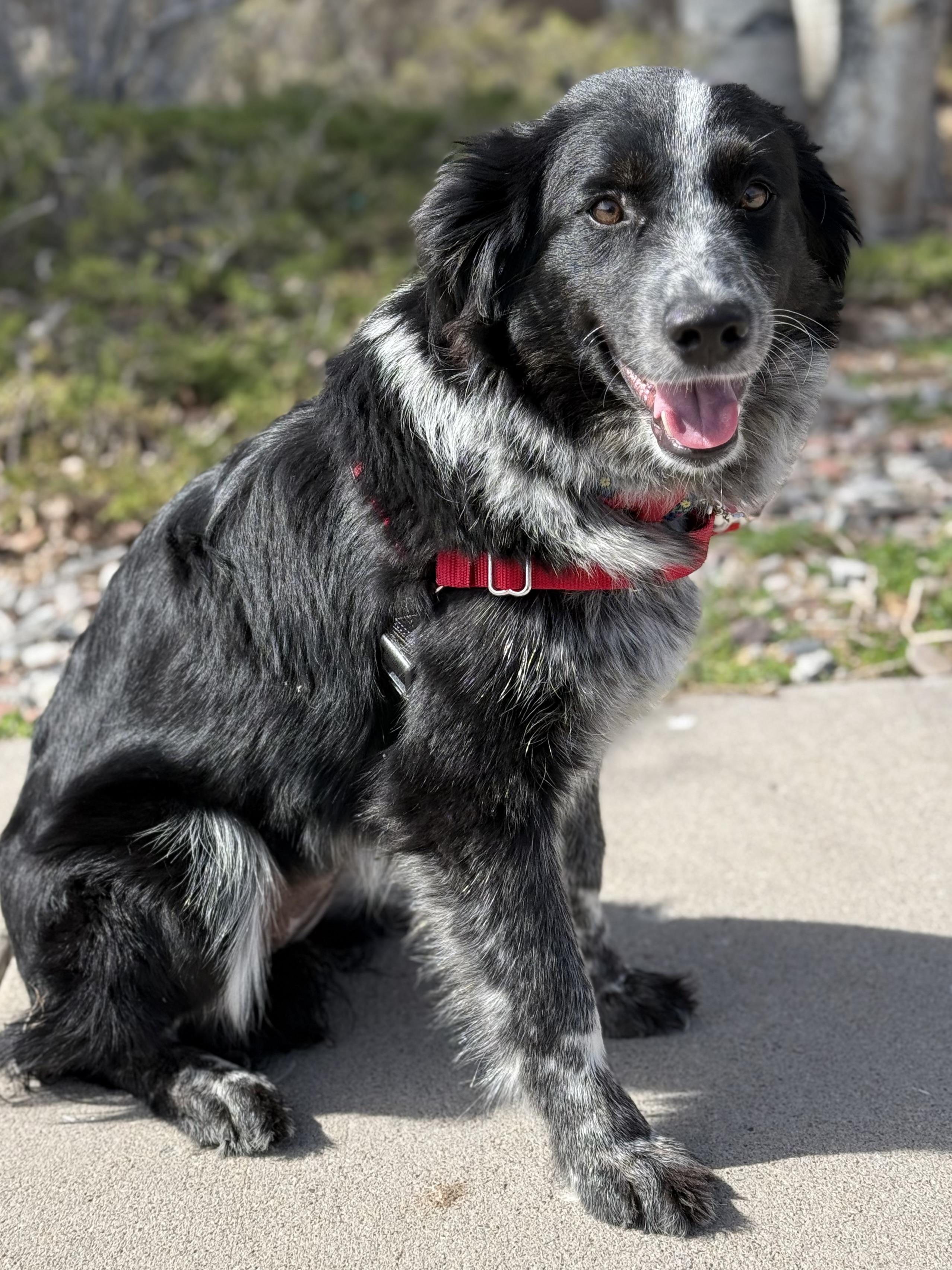 Enlarge Minnow, an adopted mixed breed in Eagle, CO image 2/6