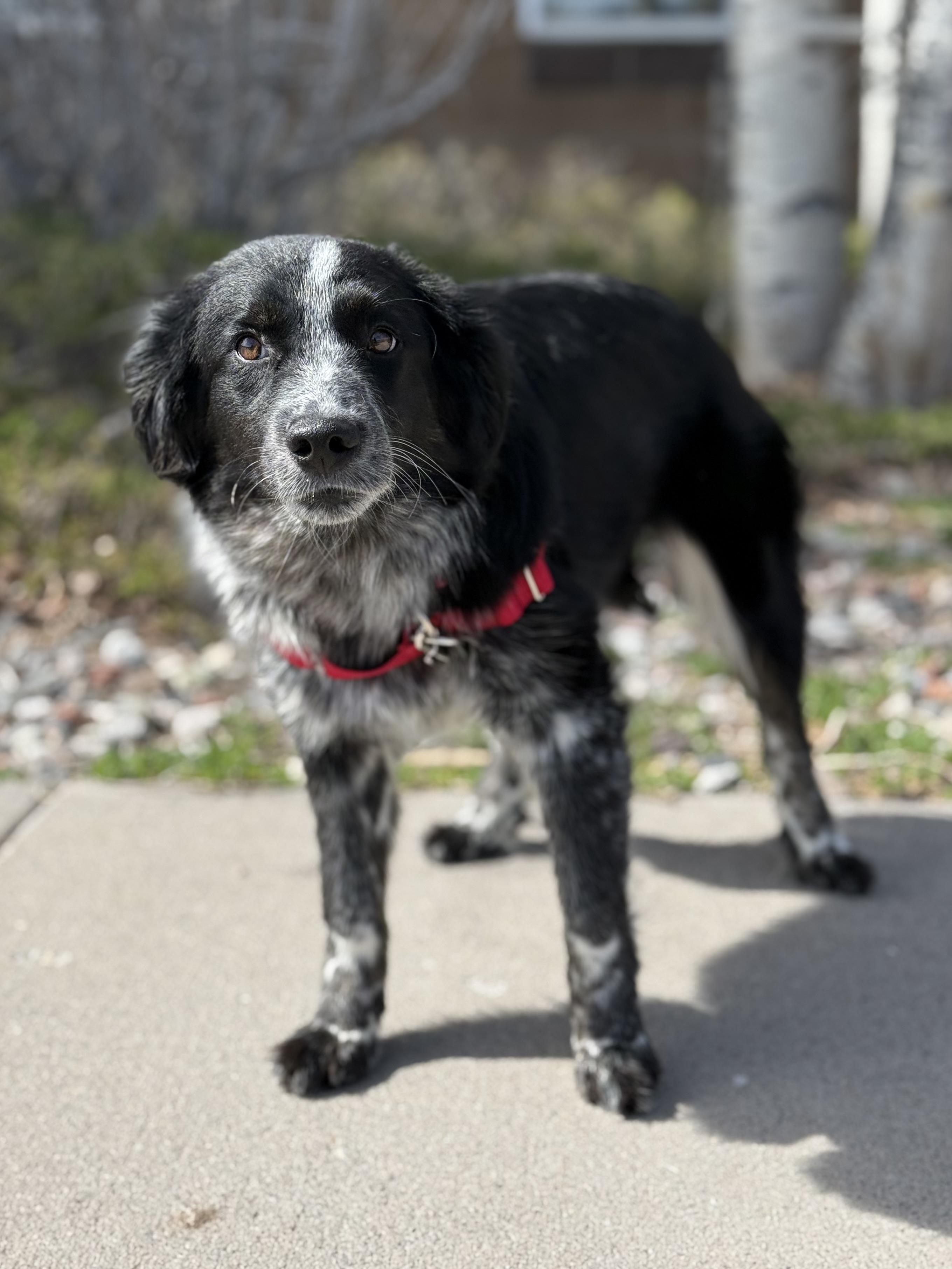 Enlarge Minnow, an adopted mixed breed in Eagle, CO image 5/6