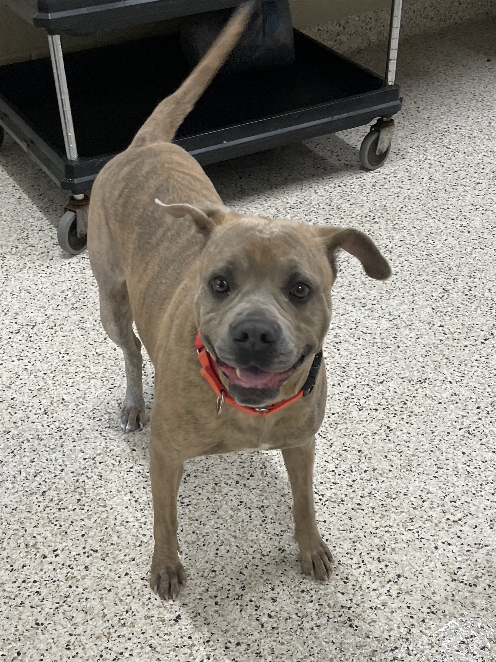 Dog for adoption Mable, a Cane Corso in Youngstown, OH Petfinder