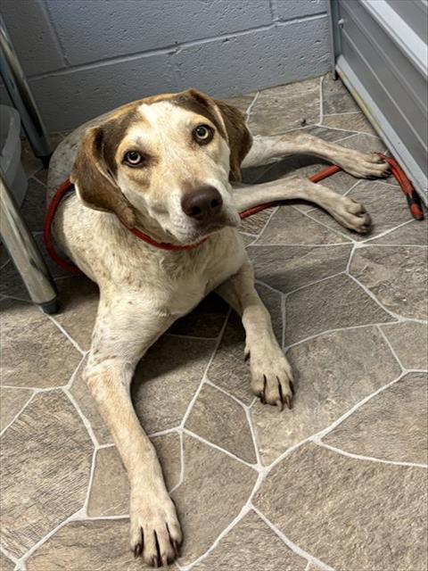 ELIZA JOHNSON, Adoptable, Young Female Pointer & Mixed Breed.