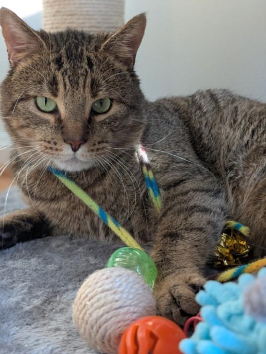 Enlarge KOBE, a Adoptable Domestic Short Hair in Derwood, MD image 1/1