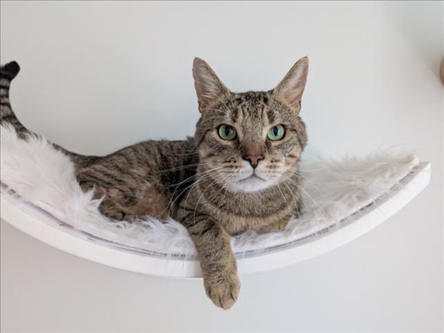 KOBE, Adoptable, Adult Male Domestic Short Hair.