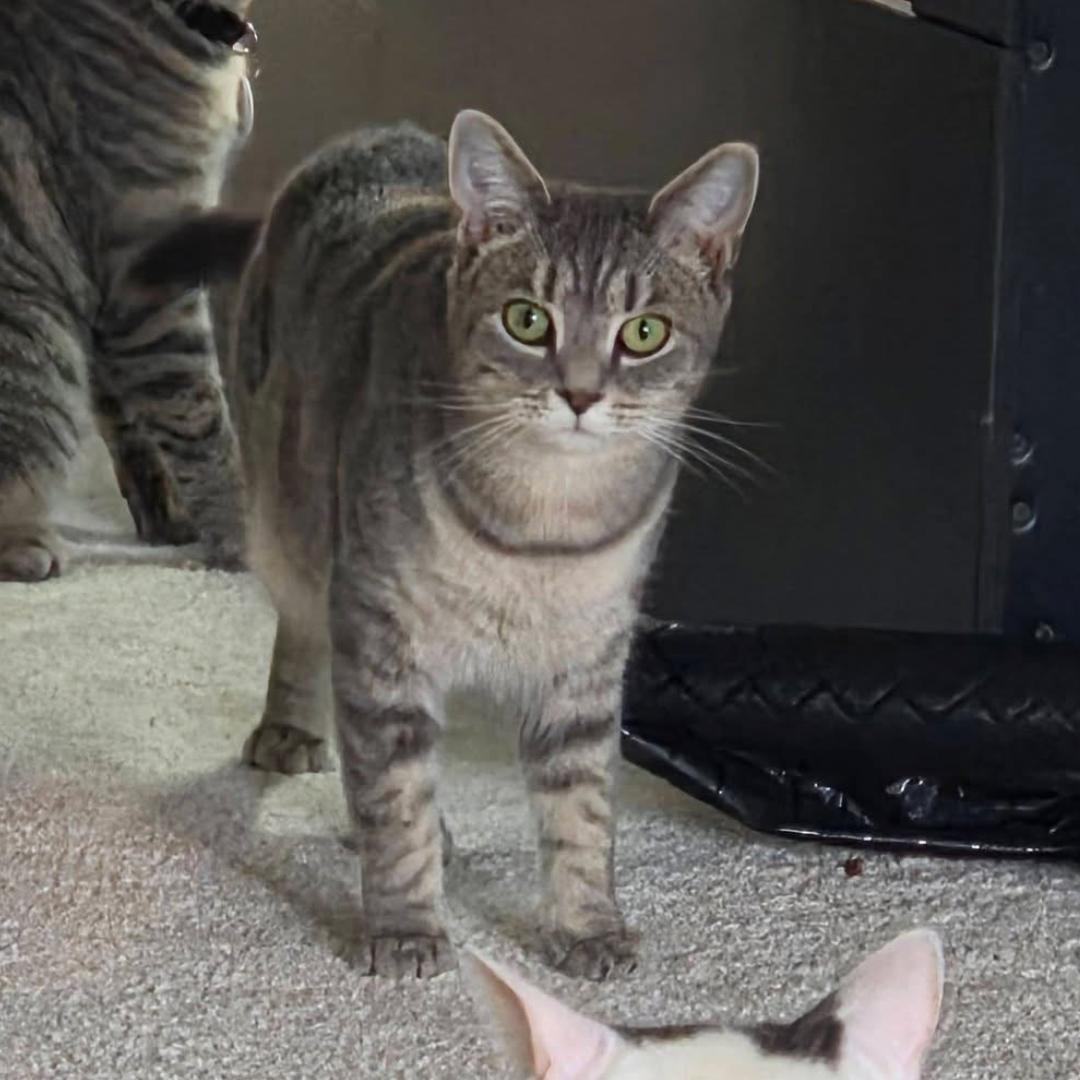 Naya, ADOPTABLE, Young Female Domestic Short Hair.