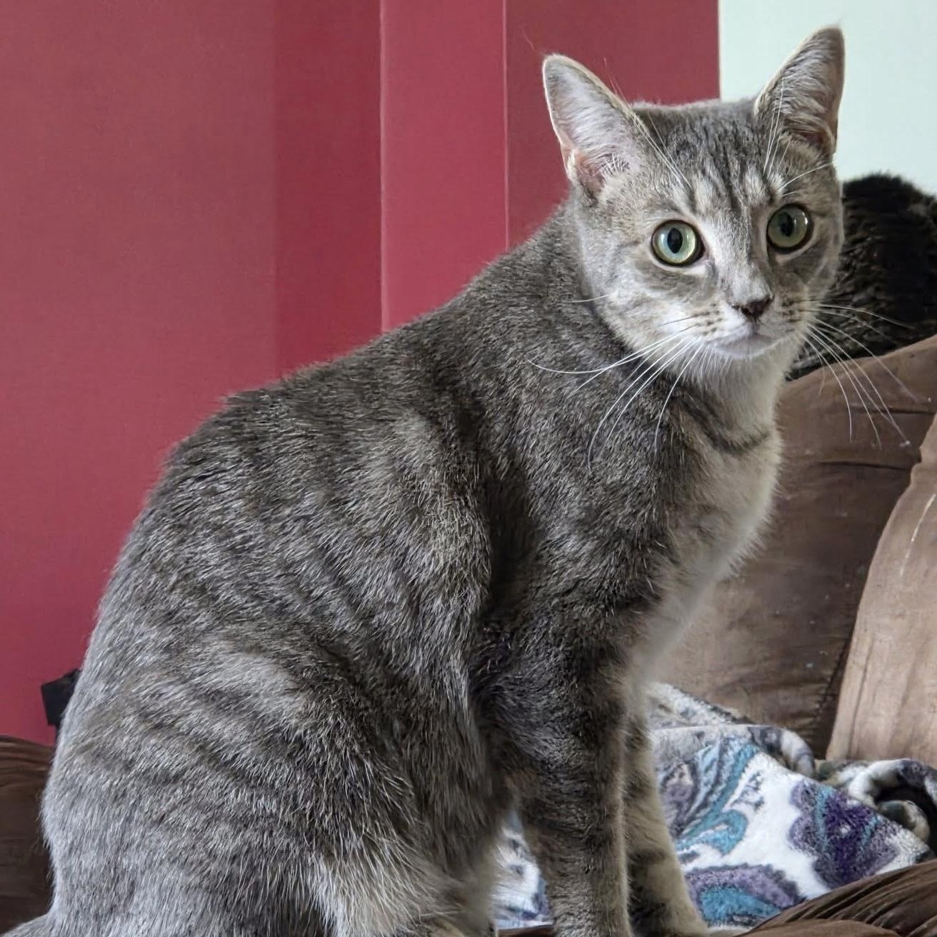 Naya, adoptable, Adult Female Domestic Short Hair.