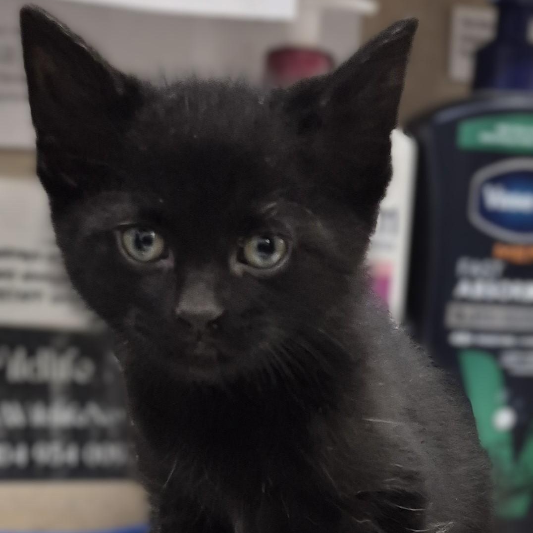 Enlarge KITTENS: Chess & Tiddlywinks ~~ VISIT US AT CRABAPPLE KNOLL, an adoptable Domestic Short Hair in Alpharetta, GA image 3/3