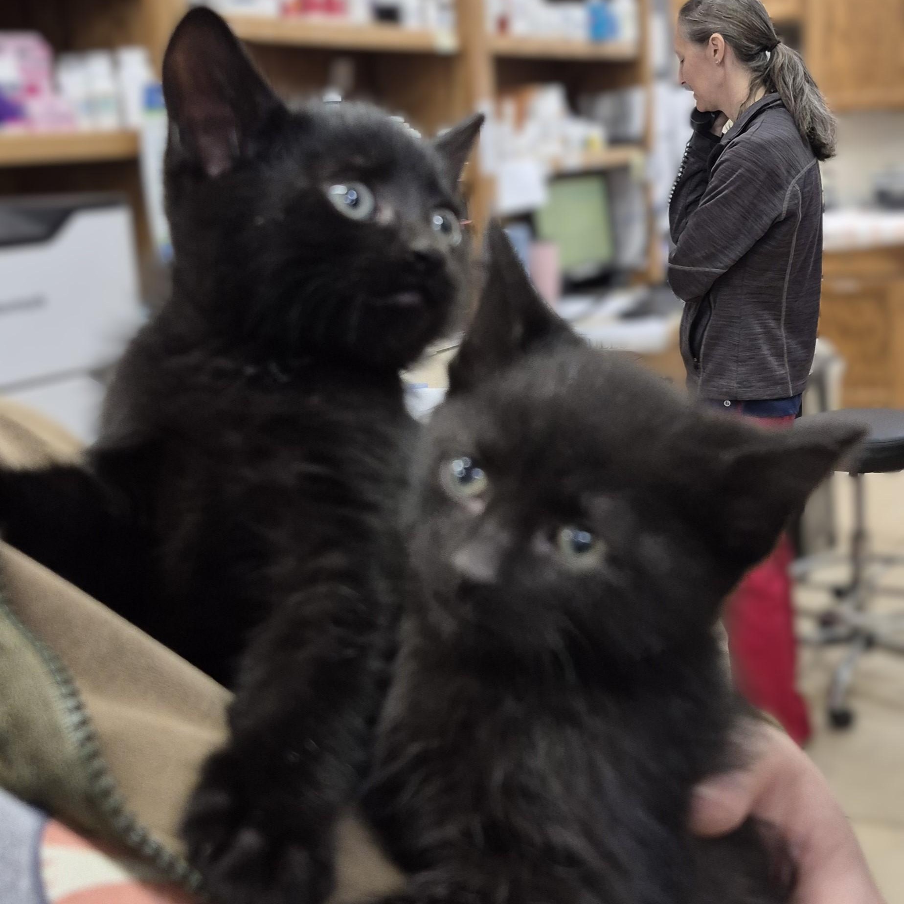 Enlarge KITTENS: Chess & Tiddlywinks ~~ VISIT US AT CRABAPPLE KNOLL, an adoptable Domestic Short Hair in Alpharetta, GA image 2/3