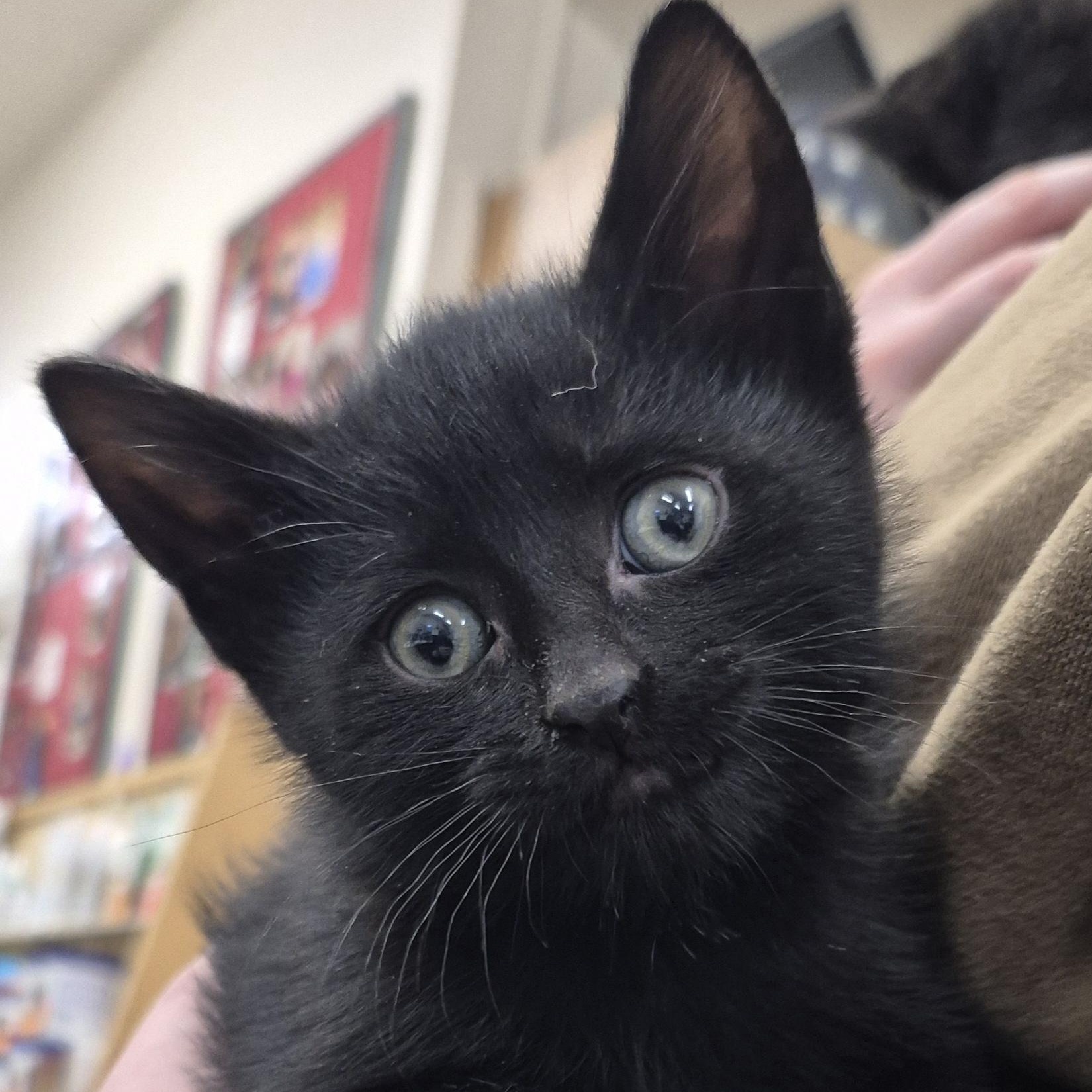Enlarge KITTENS: Chess & Tiddlywinks ~~ VISIT US AT CRABAPPLE KNOLL, an adoptable Domestic Short Hair in Alpharetta, GA image 1/3