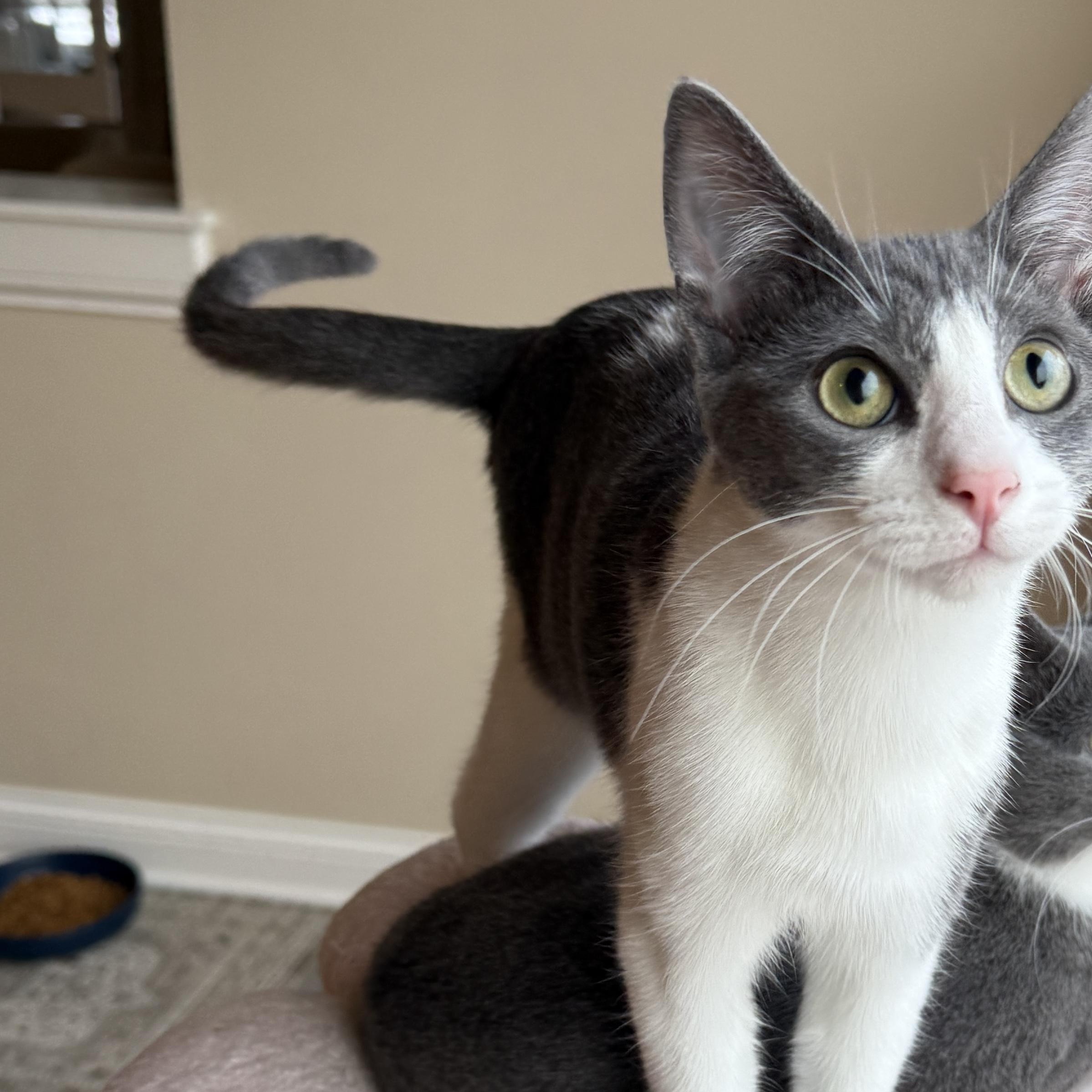 Reddy, adopted, Young Female Domestic Short Hair.