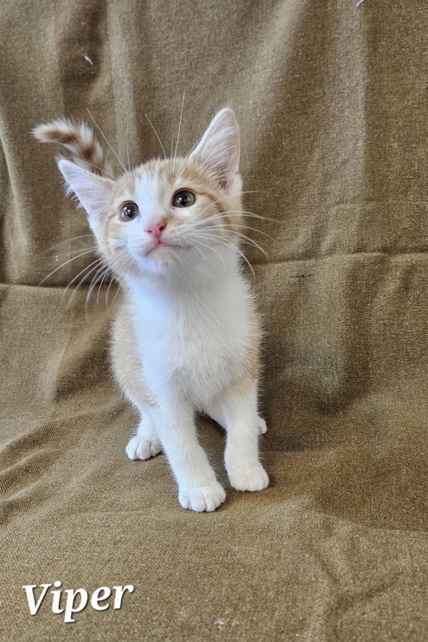 Viper, a Adoptable Domestic Short Hair in Wapakoneta, OH image 3/4