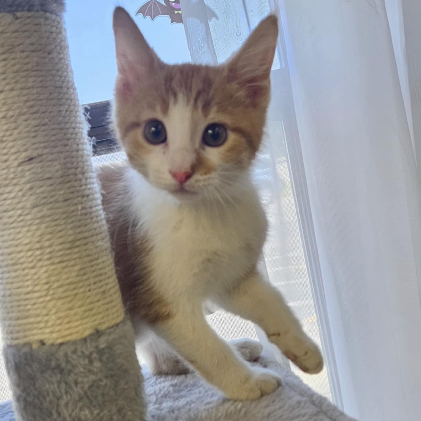 Viper, a Adoptable Domestic Short Hair in Wapakoneta, OH image 4/4