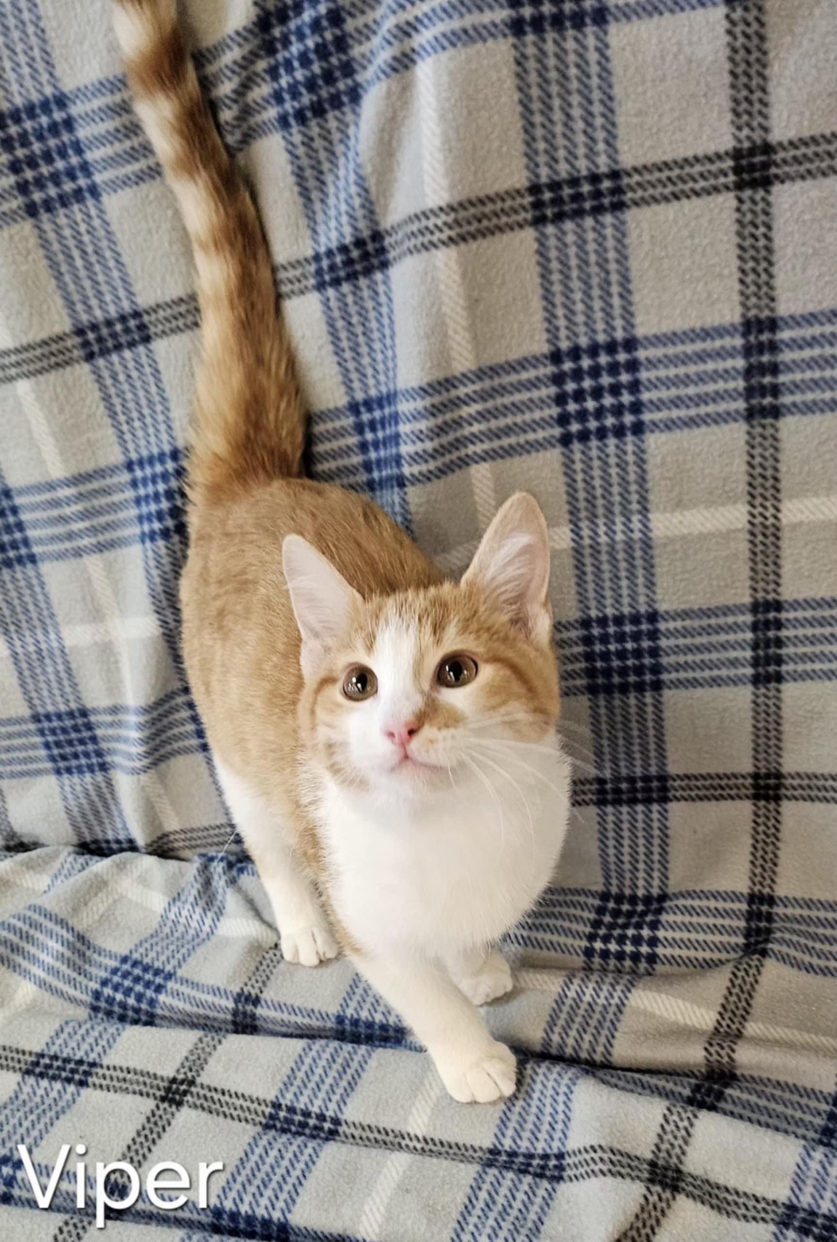 Viper, Adoptable, Young Male Domestic Short Hair.