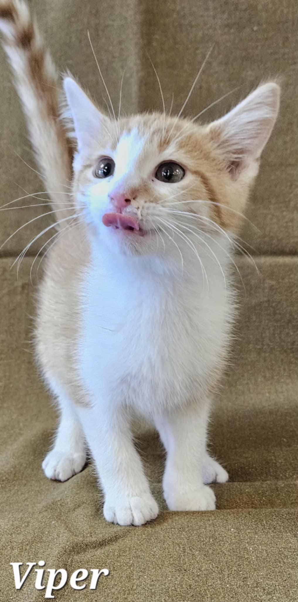 Viper, Adoptable, Young Male Domestic Short Hair.