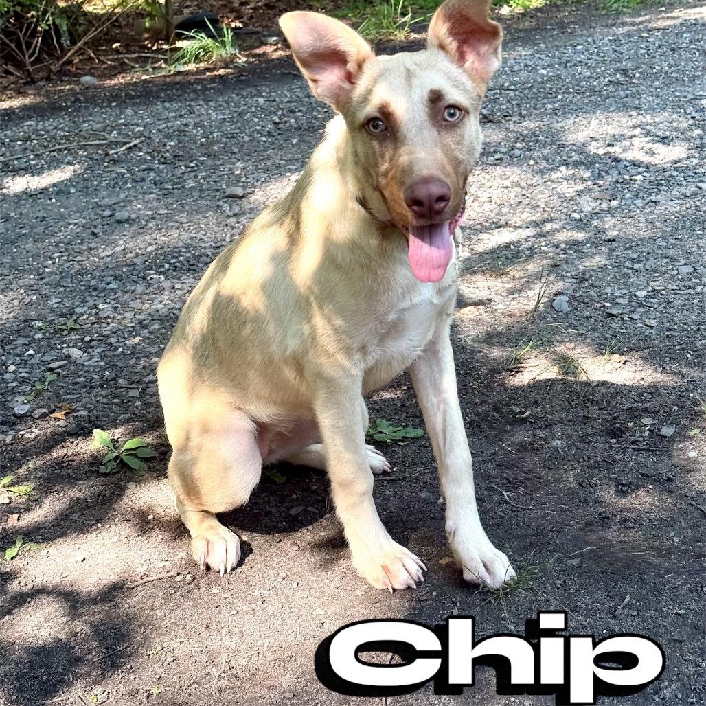 Chip, Adoptable, Adult Female Labrador Retriever & Mixed Breed.