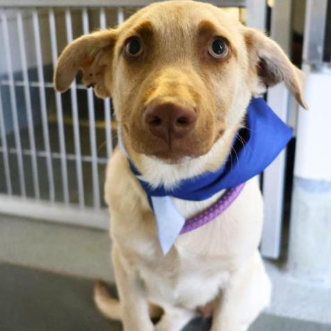 Enlarge Chip, a Adoptable mixed breed in Pittsburg, PA image 2/3