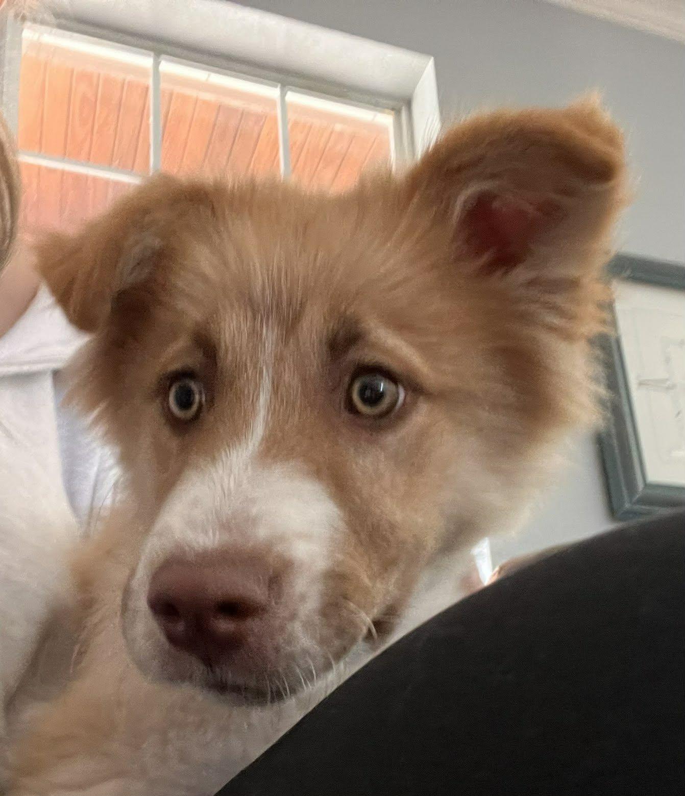 Enlarge Toji , an adopted mixed breed in Kiowa, OK image 5/6