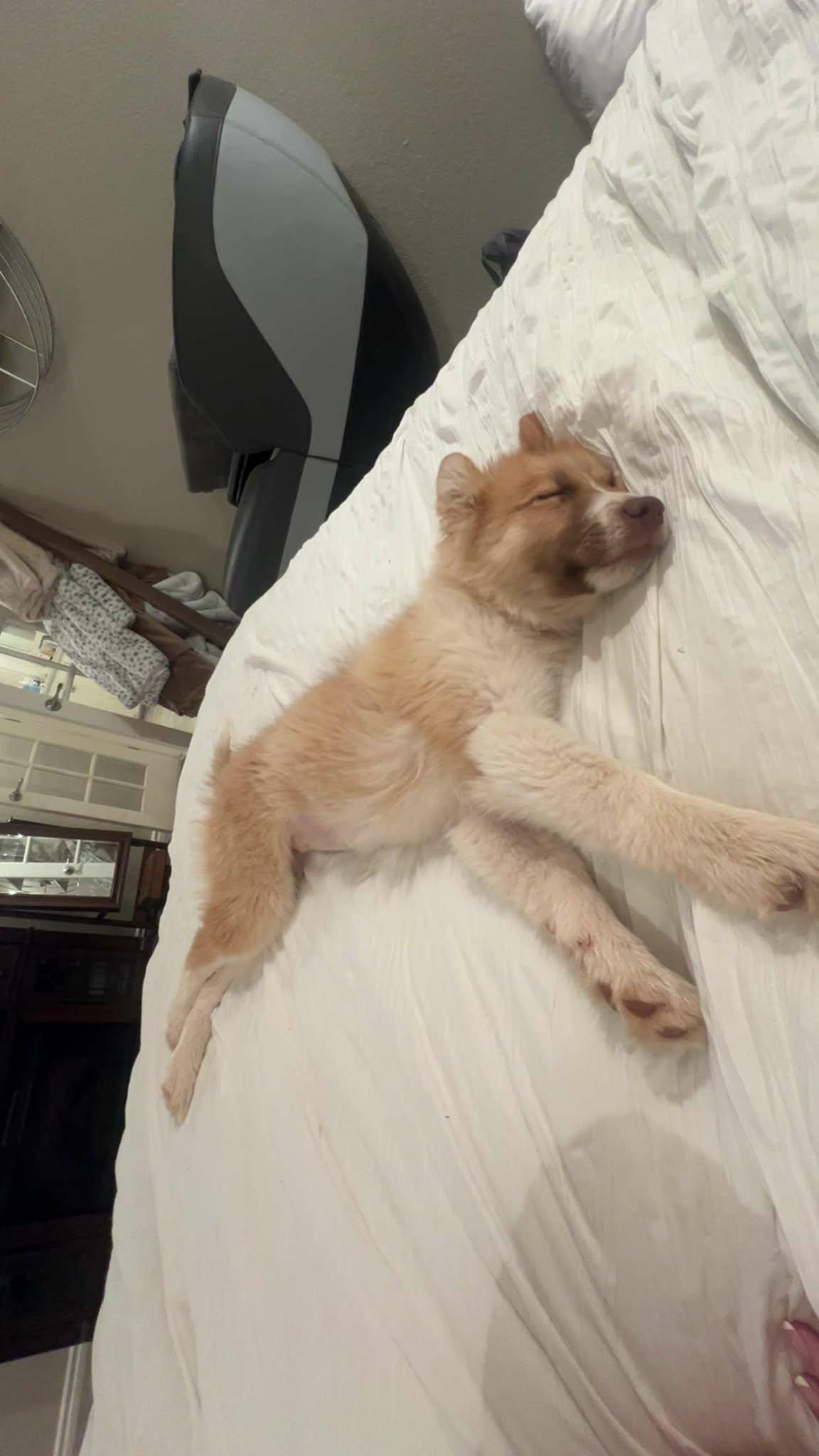 Enlarge Toji , an adopted mixed breed in Kiowa, OK image 2/6