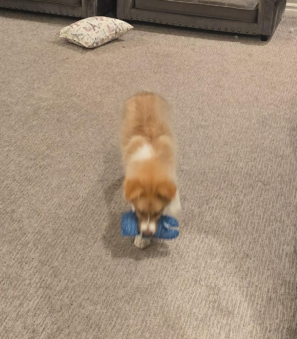 Enlarge Toji , an adopted mixed breed in Kiowa, OK image 6/6