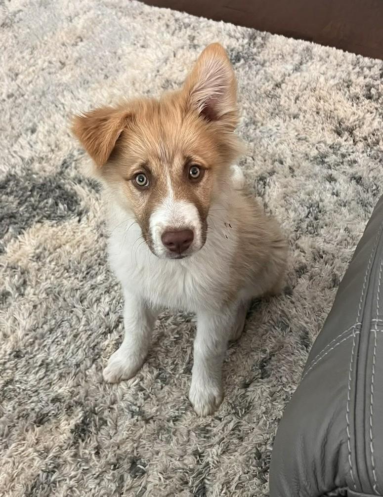 Toji , adopted, Puppy Female Australian Shepherd.