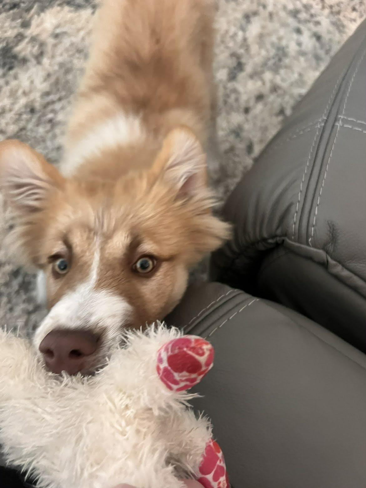 Enlarge Toji , an adopted mixed breed in Kiowa, OK image 3/6