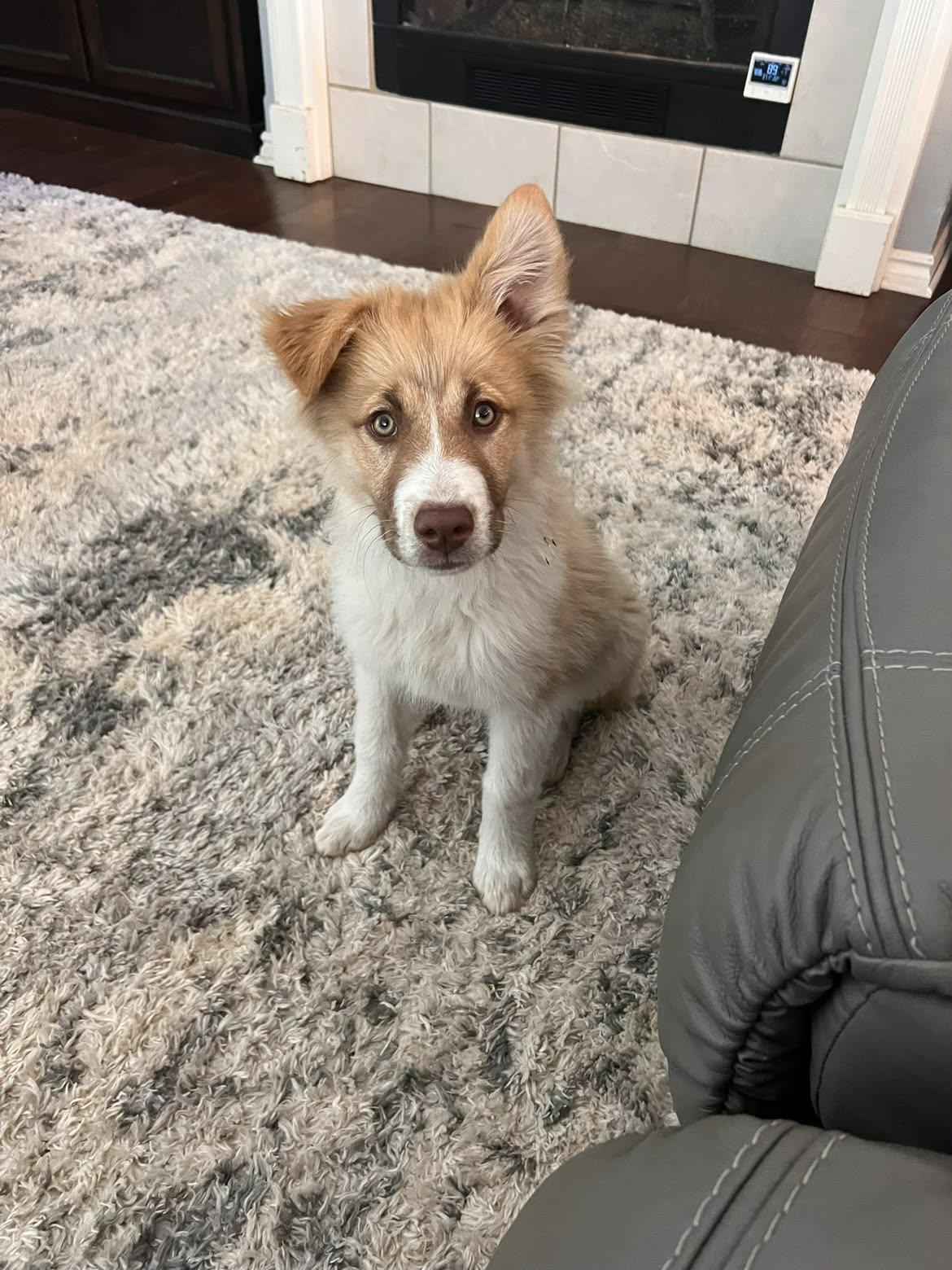 Enlarge Toji , an adopted mixed breed in Kiowa, OK image 4/6