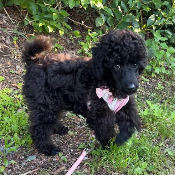 Enlarge Cricket-Adoption Pending, a ADOPTABLE mixed breed in Somerville, MA image 3/6