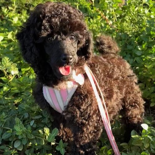 Enlarge Cricket-Adoption Pending, a ADOPTABLE mixed breed in Somerville, MA image 5/6