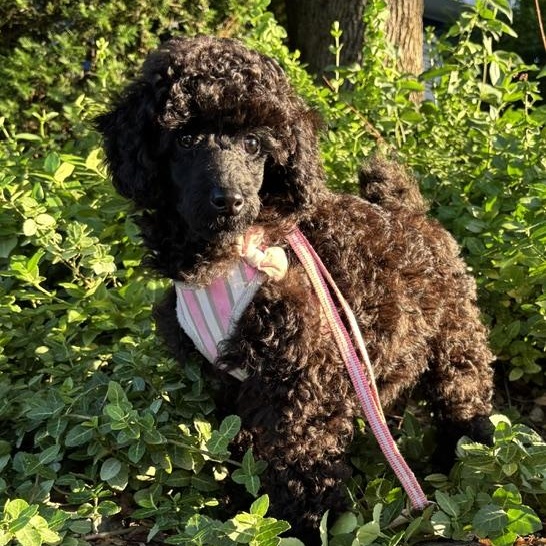 Enlarge Cricket-Adoption Pending, a ADOPTABLE mixed breed in Somerville, MA image 2/6