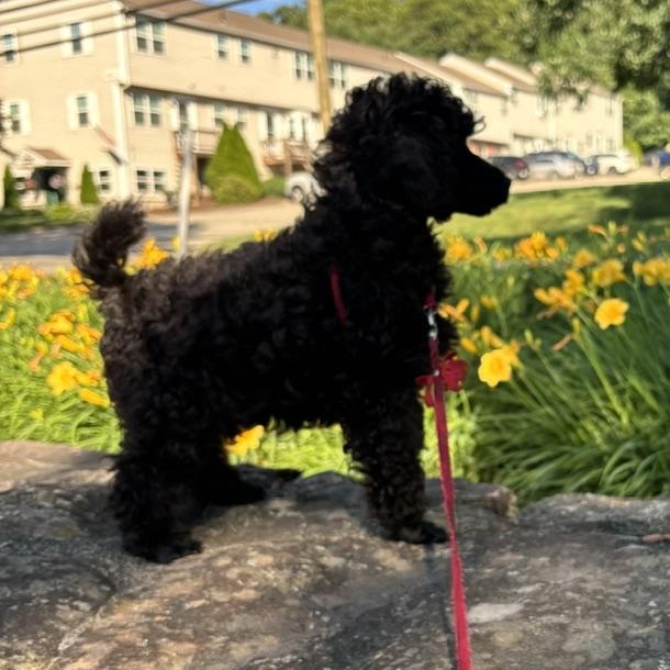 Enlarge Cricket-Adoption Pending, a ADOPTABLE mixed breed in Somerville, MA image 4/6