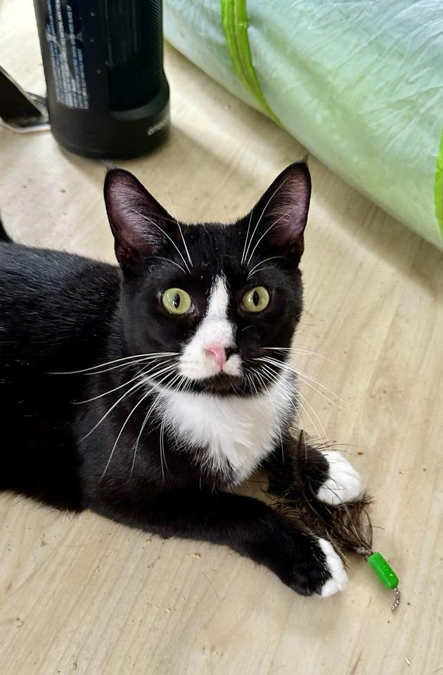 Domino, Adoptable, Adult Male Tuxedo.