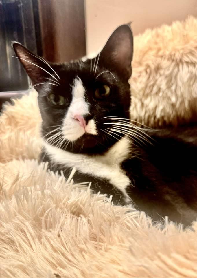 Enlarge Domino, a Adoptable Tuxedo in Columbia, SC image 3/3