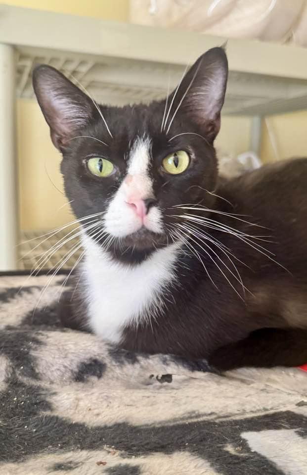 Enlarge Domino, a Adoptable Tuxedo in Columbia, SC image 2/3