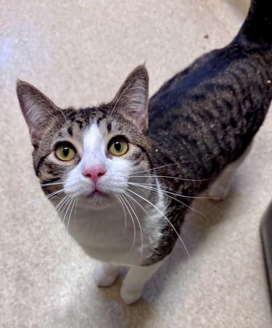 TIGGER, Adoptable, Young Male Domestic Short Hair.