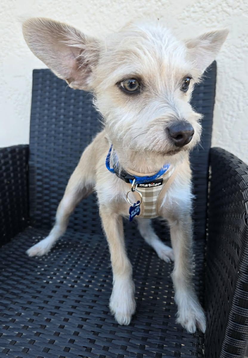 Enlarge EULESS, a Adoptable mixed breed in Grand Prairie, TX image 1/4