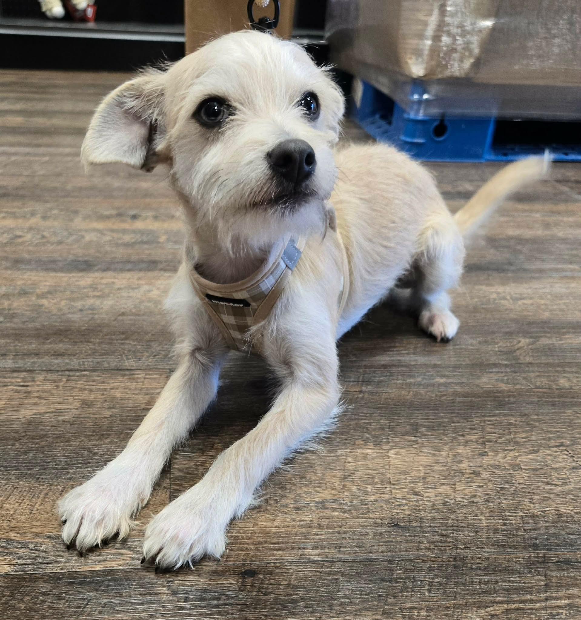 Enlarge EULESS, a Adoptable mixed breed in Grand Prairie, TX image 3/4