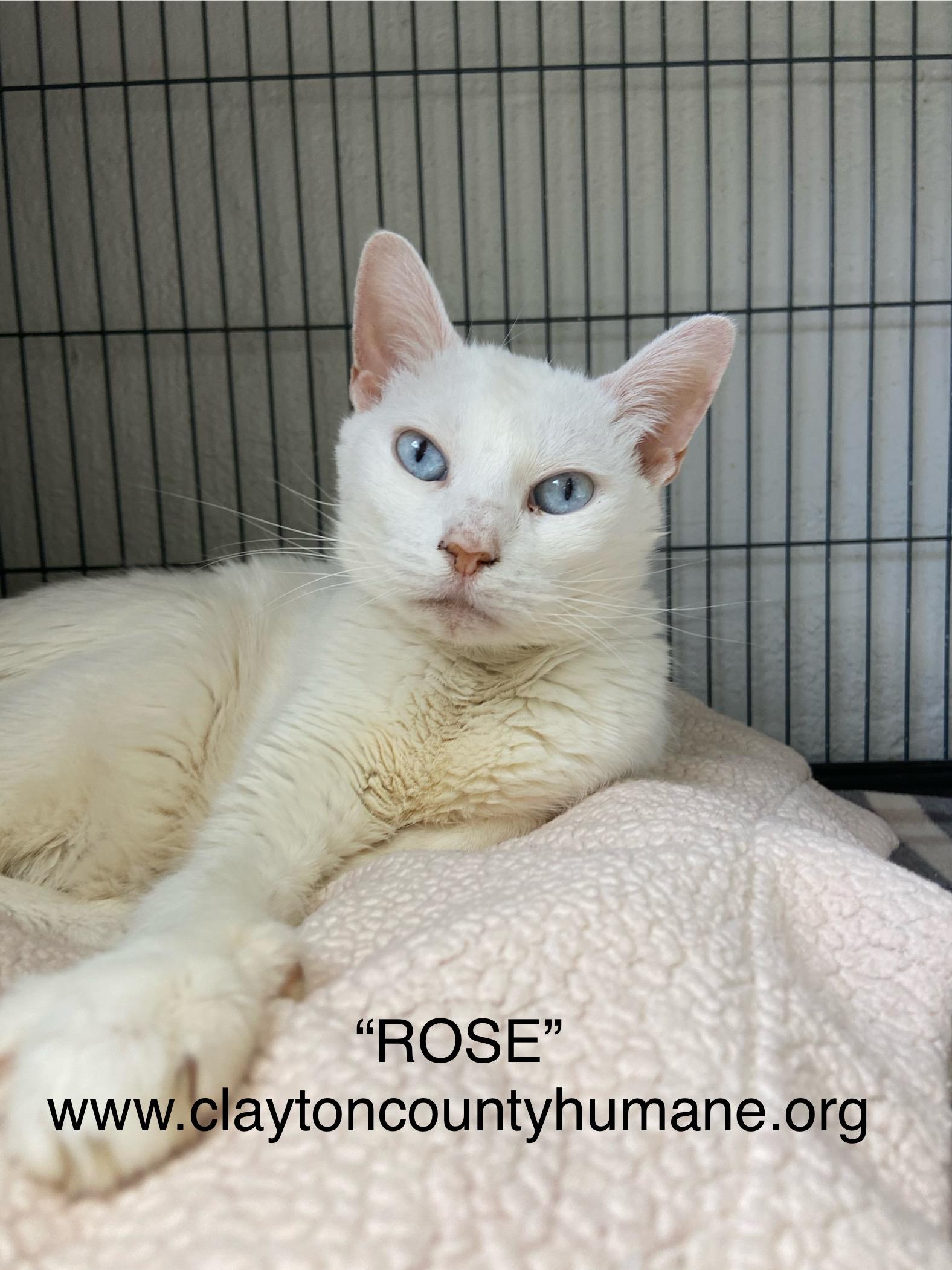 MEET ROSE Rose is a 6 year old female white domestic medium hair Her approximate date of birth is