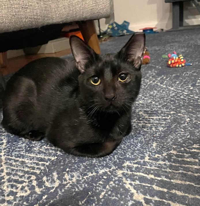 Troy, Adoptable, Kitten Male Domestic Short Hair & Abyssinian.