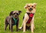 Coda, a Adoptable mixed breed in Ellijay, GA image 1/3