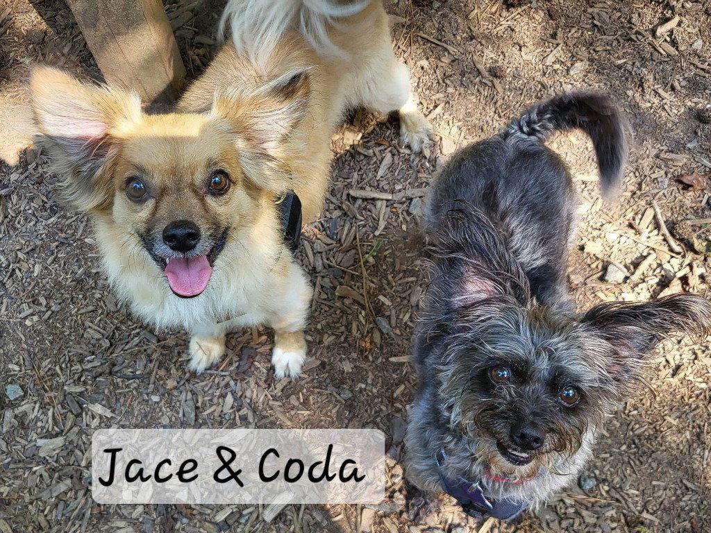 Coda, a Adoptable mixed breed in Ellijay, GA image 3/3