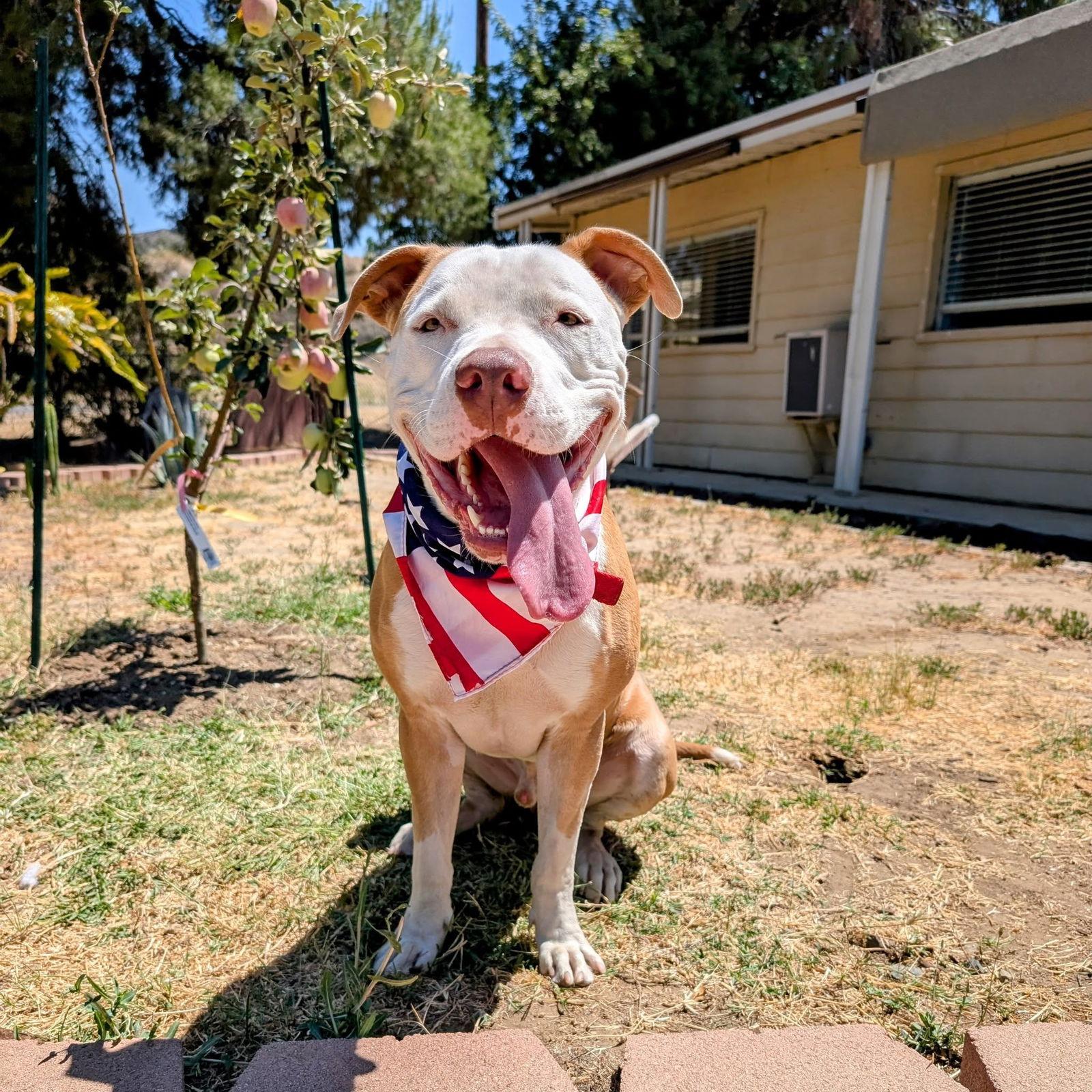 Jimmy, Adoptable, Adult Male American Staffordshire Terrier.