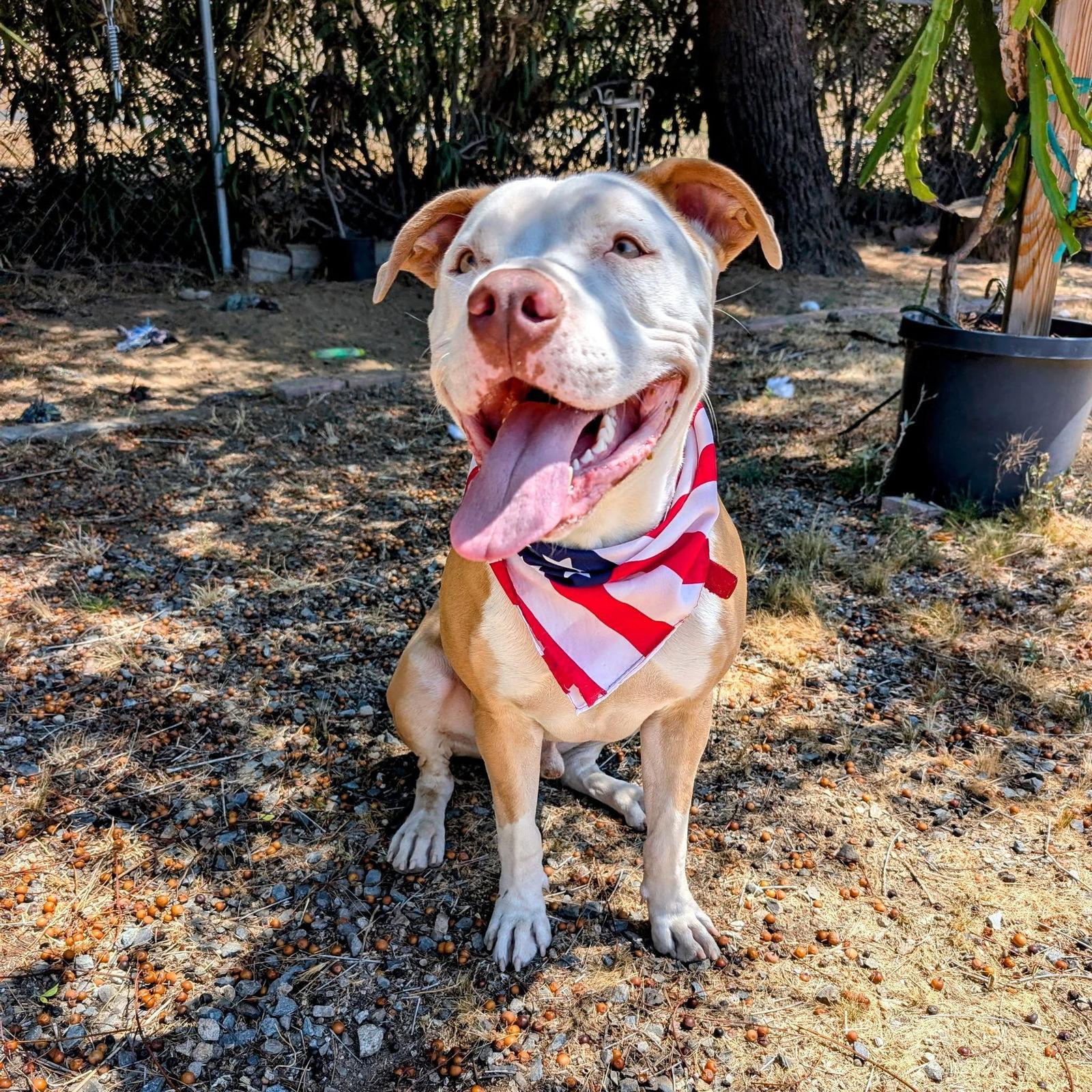 Jimmy, a Adoptable American Staffordshire Terrier in San Diego, CA image 2/3