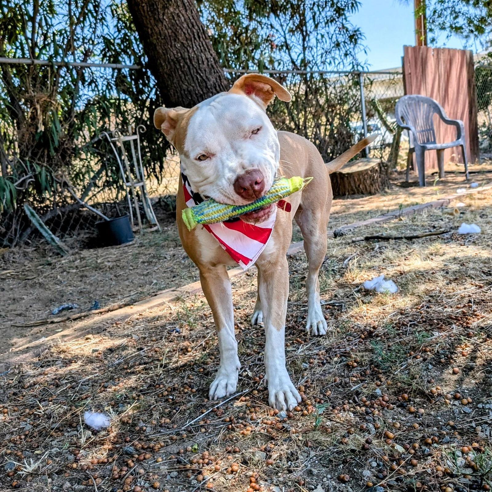 Jimmy, a Adoptable American Staffordshire Terrier in San Diego, CA image 3/3