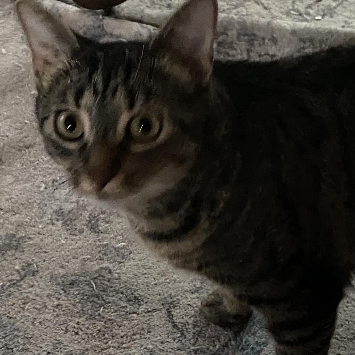 Mommypoeplus one, a ADOPTABLE Domestic Short Hair in Crofton, MD image 4/4