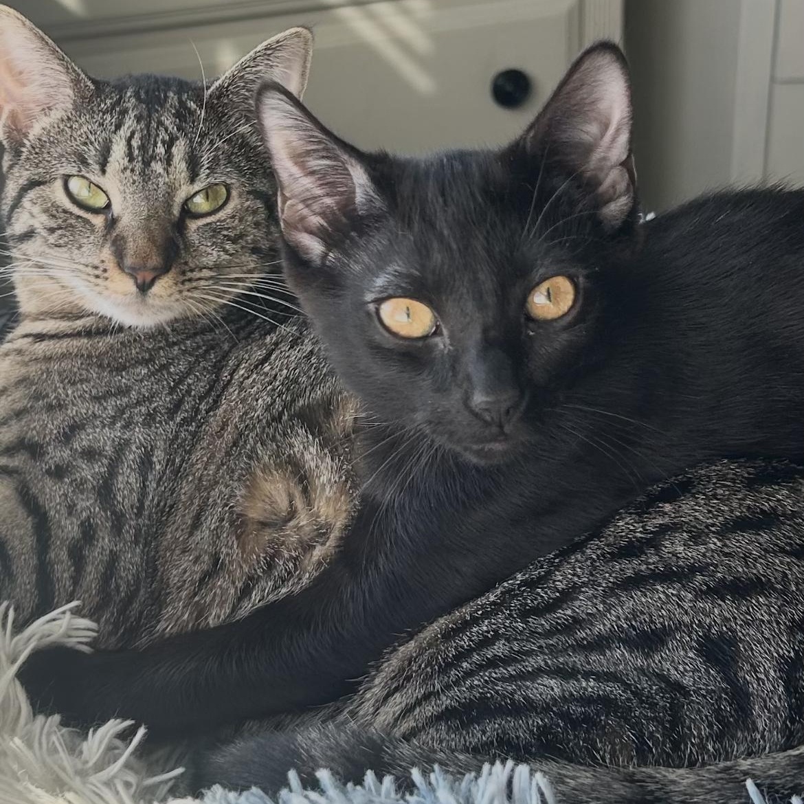 Mommypoeplus one, a ADOPTABLE Domestic Short Hair in Crofton, MD image 1/4