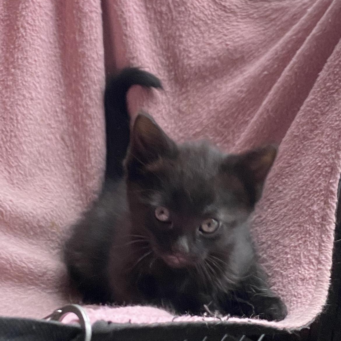 Poe kittens, ADOPTABLE, Kitten Male Domestic Short Hair.