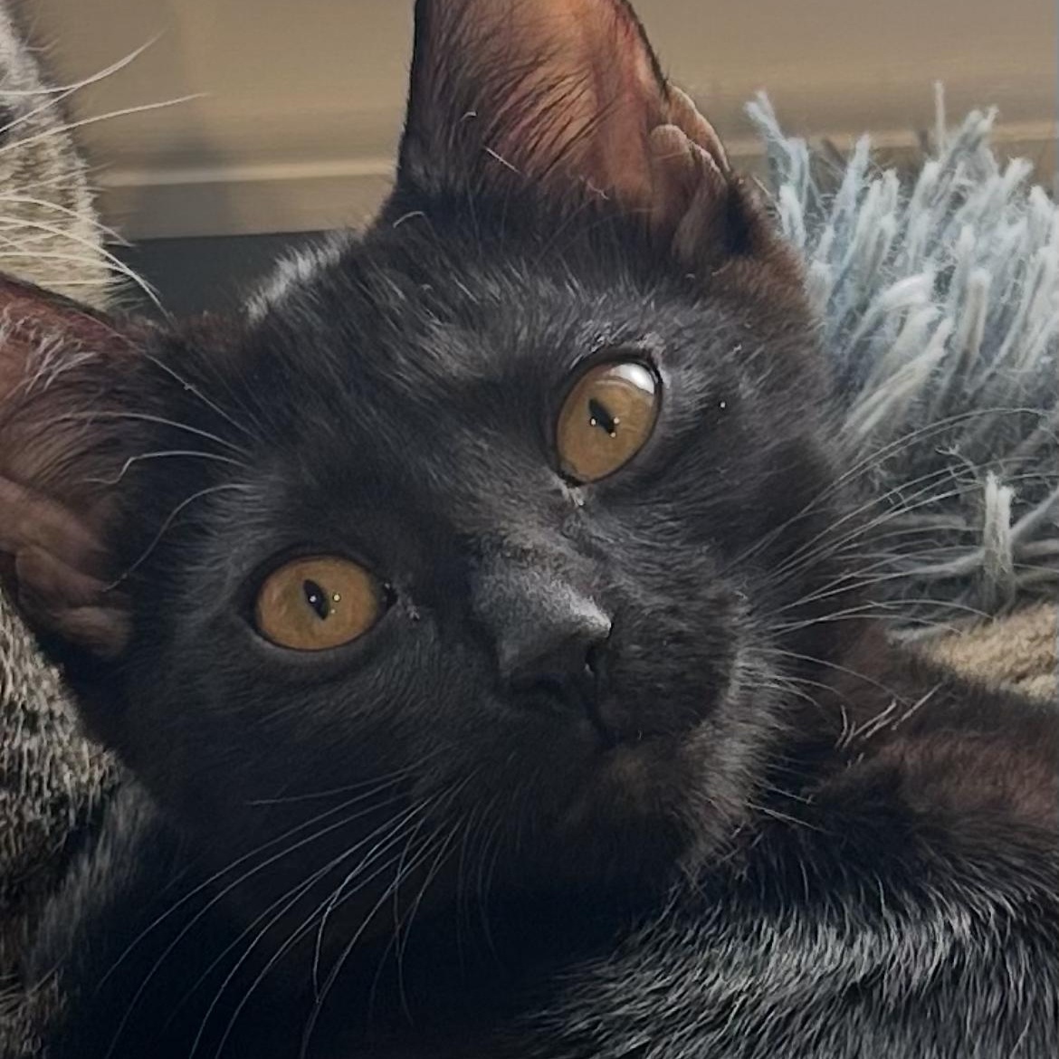 Mommypoeplus one, a ADOPTABLE Domestic Short Hair in Crofton, MD image 3/4